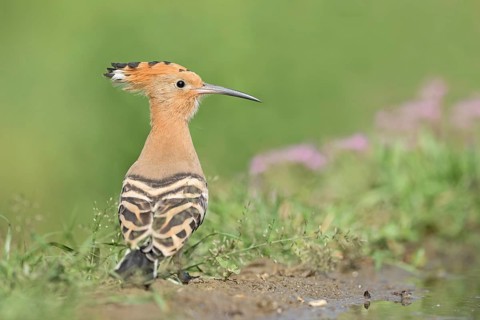 Eurasian Hoopoe (Upupa epops) perched on the ground, Aosta Valley, Italy