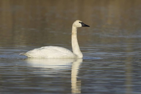 Trumpeter Swan (Cygnus buccinator), British Columbia, Canada