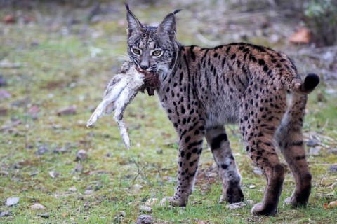 Iberian lynx, Lynx pardinus
