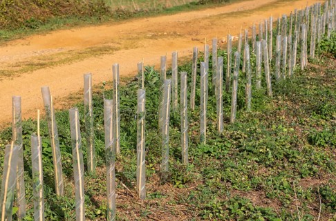 Hedging saplings growing in protective plastic tubes planted to restore hedgerow, Ramsholt,