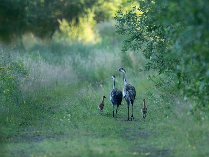 Crane (Grus grus), adult and young birds walking on a forest path, wildlife, Lower Saxony, Germany