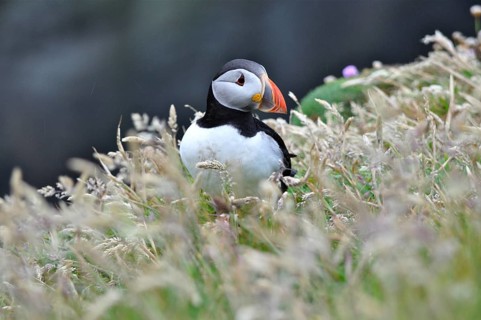 Puffin (Fratercula arctica)