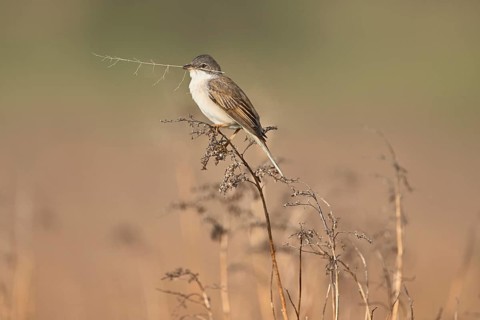 Common whitethroat (Sylvia communis), with nesting material in its beak on a perch, Lake Neusiedl