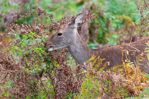 A female sika deer (Cervus nippon) stands in hilly terrain in a clearing overgrown with ferns and