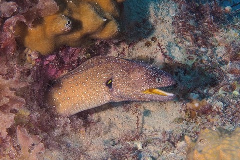 Yellow-mouthed moray eel (Gymnothorax nudivomer)