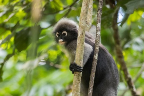Dusky leaf monkey (Trachypithecus obscurus), Kaeng Krachan National Park, Phetchaburi Province,