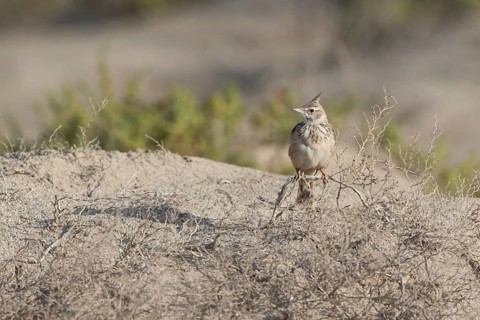 Crested Lark (Galerida cristata) perched on the ground, Sur Masirah, Oman