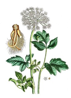 Angelica sylvestris, wood angelica, digital reproduction of a historical original, between 1790 and