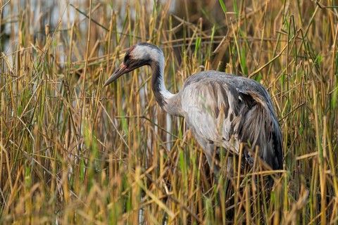 Crane (Grus grus) foraging in the shallow water zone of a lake, Lower Saxony, Germany