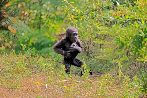 Western gorilla (Gorilla gorilla), young, baby, display behaviour, displaying, chest-beating, on