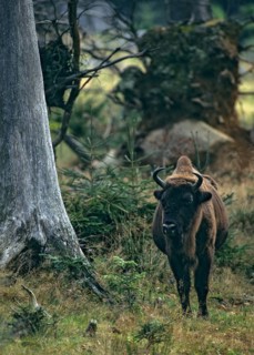 Artiodactyla, bison bonasus, European bison, even-toed ungulate, cloven-hoofed, bison, female, high