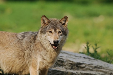 A wolf stands on a green field in front of a stone and looks curiously, Timberwolf (Canis lupus