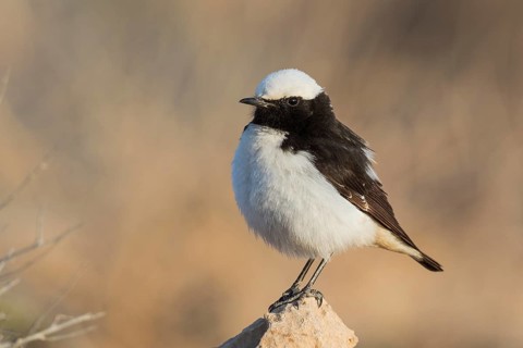 Mourning Wheatear (Oenanthe lugens) male, Eilat, Israel
