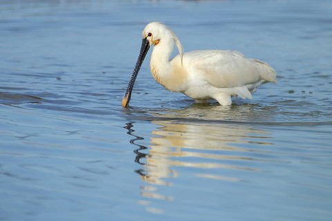 Spoonbill (Platalea leucorodia) foraging in deep water, jewellery feather, Zandkes, Dijmanshuizen,