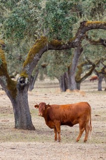 Iberian pig, Cerdo Ibérico, Porco ibérico, Iberian Pig, domestic cattle, cow, Bos primigenius
