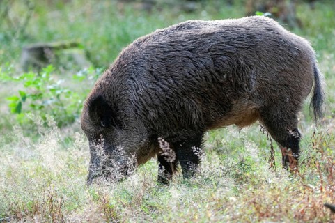 Artiodactyla, even-toed ungulate, cloven-hoofed, wild boar, wild boar, boar, boar, mammals, mammals