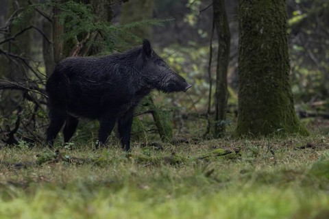 The wild boar (Sus scrofa) attentively observes a fellow species, which also uses the rich acorn