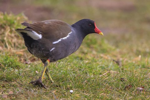 Common Moorhen (Gallinula chloropus) foraging, North Rhine-Westphalia, Germany