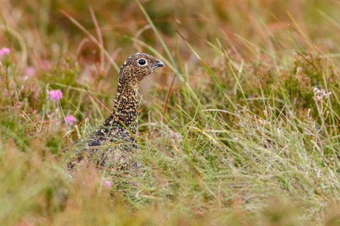 Red Grouse (Lagopus scotica), camouflaged in the grass, Scotland, United Kingdom