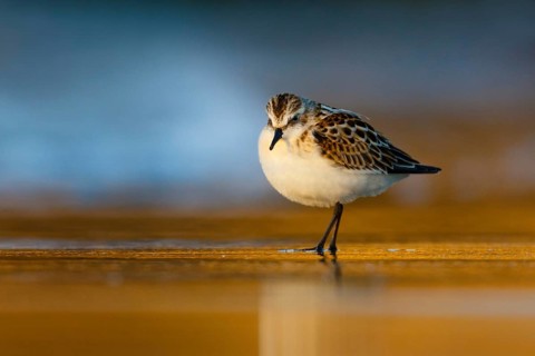 Little Stint (Calidris minuta), Asturias, Spain