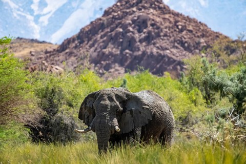 Desert elephants in the riverbed of the Ugab River, Brandberg, Namibia