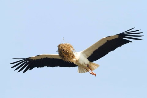 White Stork (Ciconia ciconia) flying, Baden-Wuerttemberg, Germany