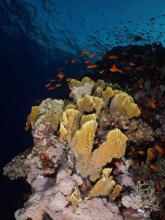 Plate fire coral (Millepora platyphylla)