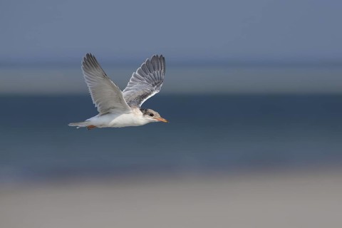 Common Tern (Sterna hirundo) juvenile flying, Massachusetts, USA