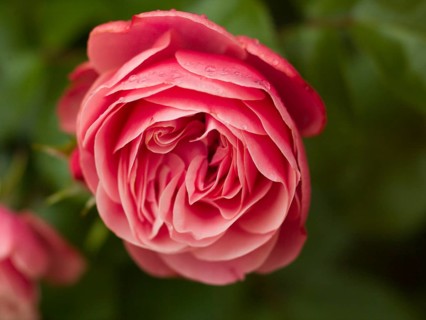 Pink rose, pink rose, beetrose, rose, native garden, East Frisia, Germany