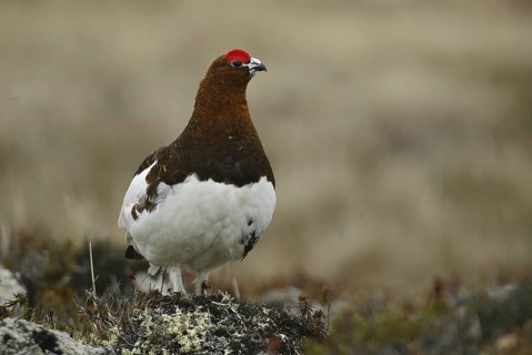 Willow Ptarmigan (Lagopus lagopus), Manitoba, Canada