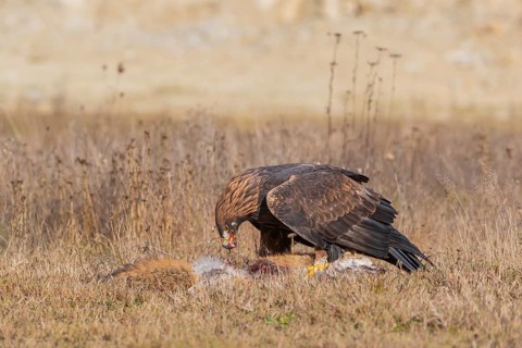 One golden eagle (Aquila chrysaetos) sitting in bright sunlight on a meadow, feeding on a dead fox