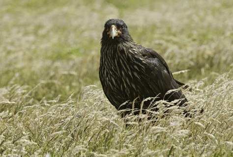 Striated Caracara (Phalcoboenus australis), Falkland Islands