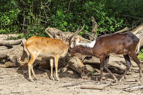 A fully grown male Nile lechwe antelope (Kobus megaceros) and a female meet in front of dry tree