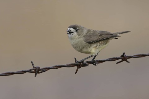 Southern Whiteface (Aphelocephala leucopsis) calling, Australian Capital Territory, Australia