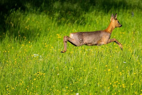 Roe deer (Capreolus capreolus) Doe Germany