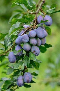 Ripe Plums (Prunus domestica) hanging on the tree, near Bühl, Rastatt district, Black Forest,