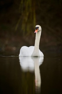 Mute swan (Cygnus olor) swimming on a lake, Bavaria, Germany