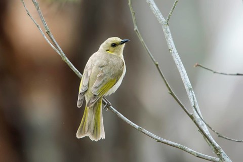 Fuscous Honeyeater (Ptilotula fusca), Victoria, Australia