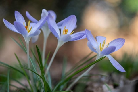 Elf crocus (Crocus tommasinianus), Emsland, Lower Saxony, Germany