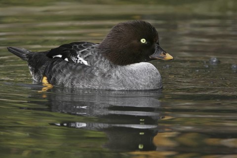 Common Goldeneye (Bucephala clangula) female, California, USA