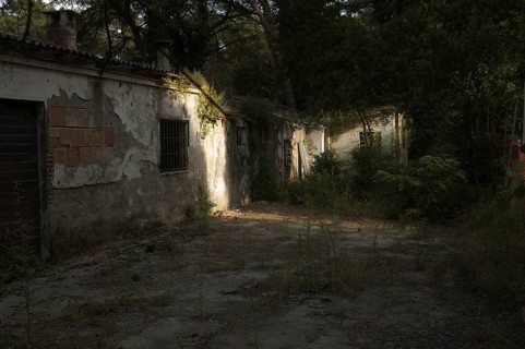 Ruined house in a pine forest near Ravenna, Italy