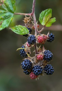 Blackberry, real blackberry, rubus fruticosus agg., blackberry, flora, fruit, fruits, high size,