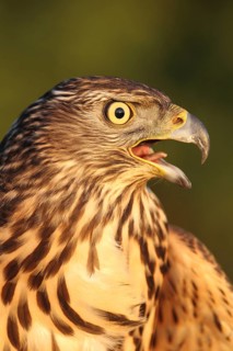 Northern Goshawk (Accipiter gentilis) juvenile female, Baden-Wuerttemberg, Germany