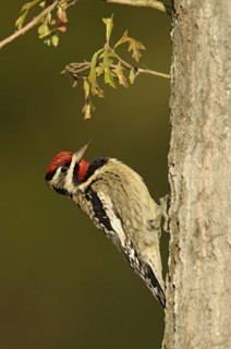 Yellow-bellied Sapsucker (Sphyrapicus varius) male, Texas, USA