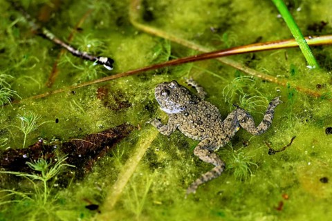 Yellow-bellied toad (Bombina variegata), in pond, Switzerland
