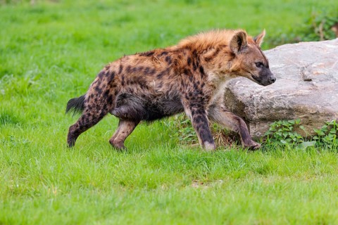 An adult female Spotted Hyena (Crocuta crocuta) runs across a green meadow