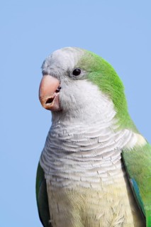 Monk Parakeet (Myiopsitta monachus), portrait, Fuerteventura, Canary Islands, Spain