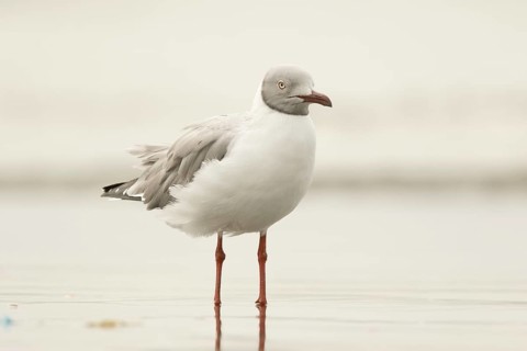 Grey-headed Gull (Chroicocephalus cirrocephalus), Gambia