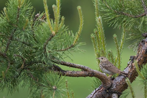 Tree Pipit - Baumpieper - Anthus trivialis ssp. trivialis, Russia