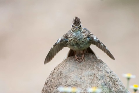 Woodlark, Lullula Arborea, Woodlark, Birds, Bulgaria, portrait format, larks, passeri, songbirds,